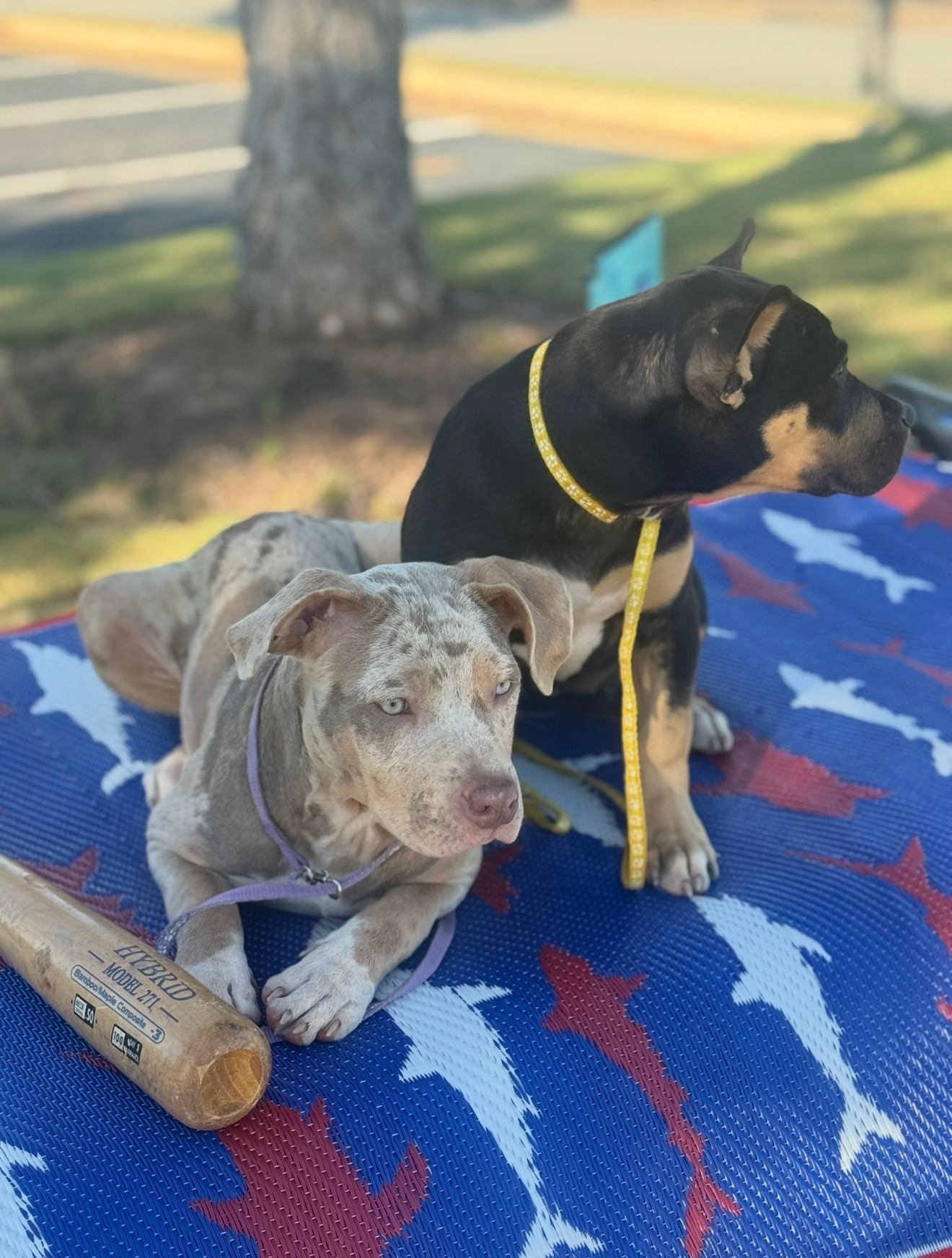 Two Bully puppies relaxing together outdoors