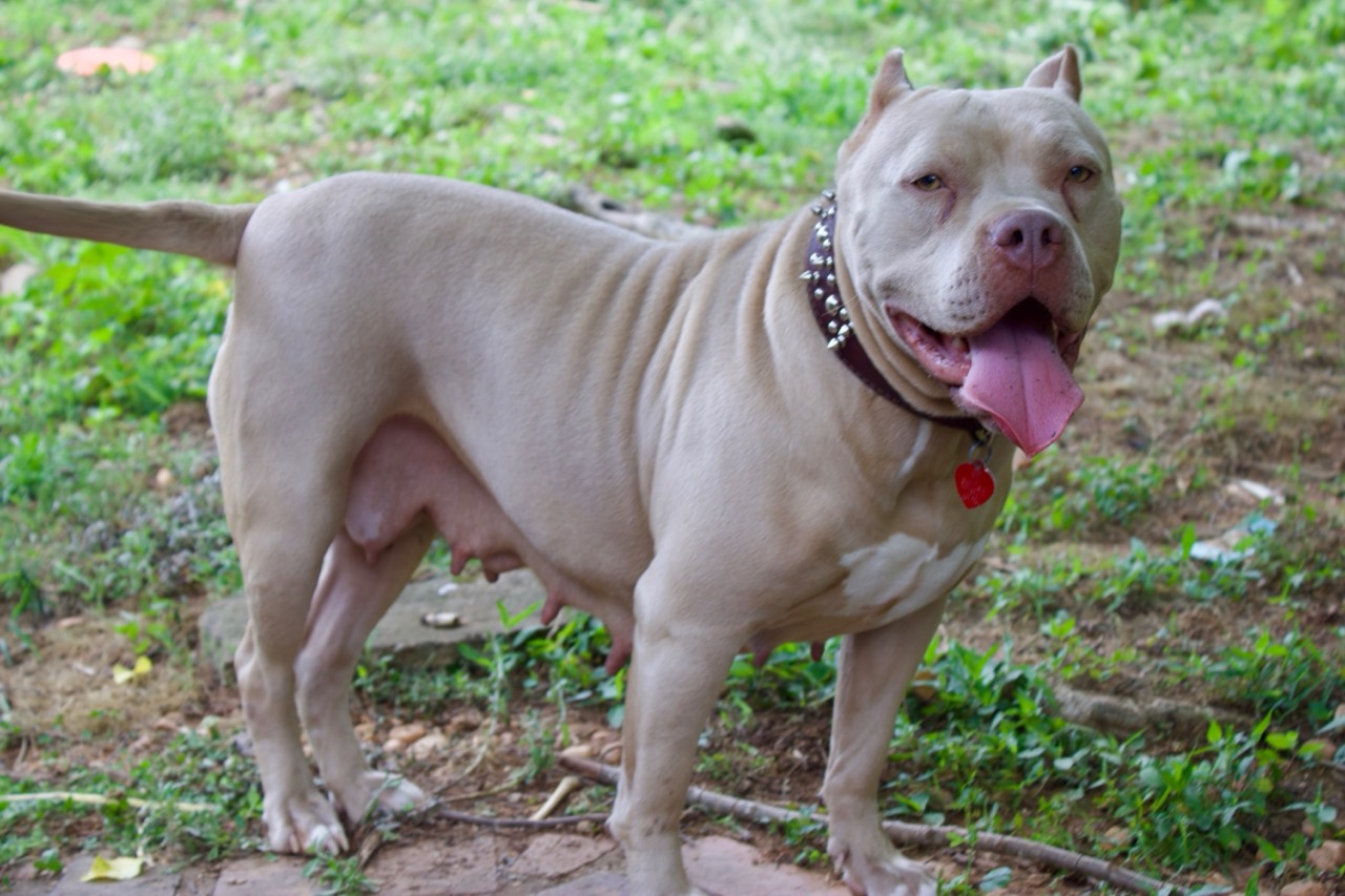Bully puppy