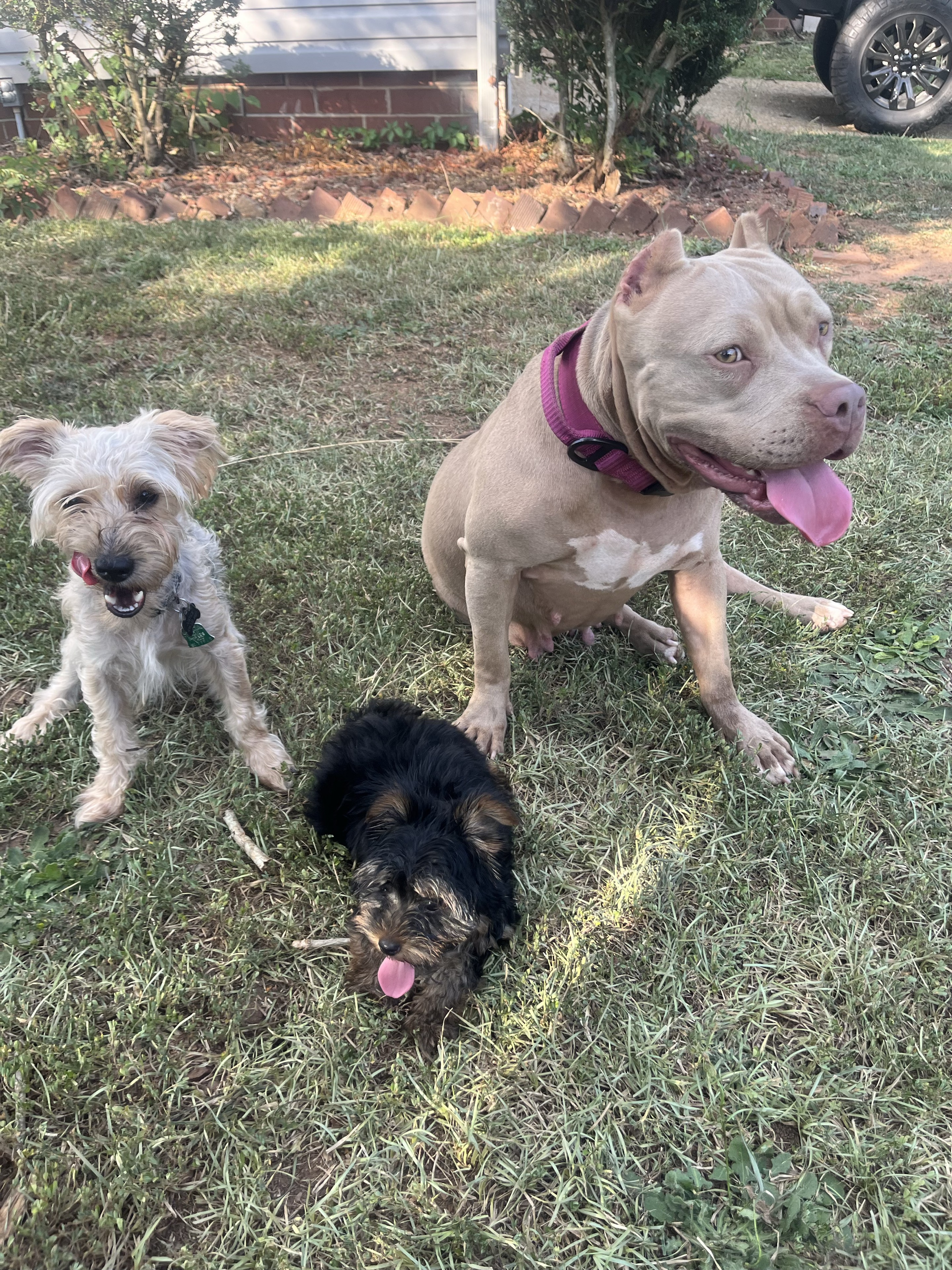 The family behind Yorkiepoos and Bullies