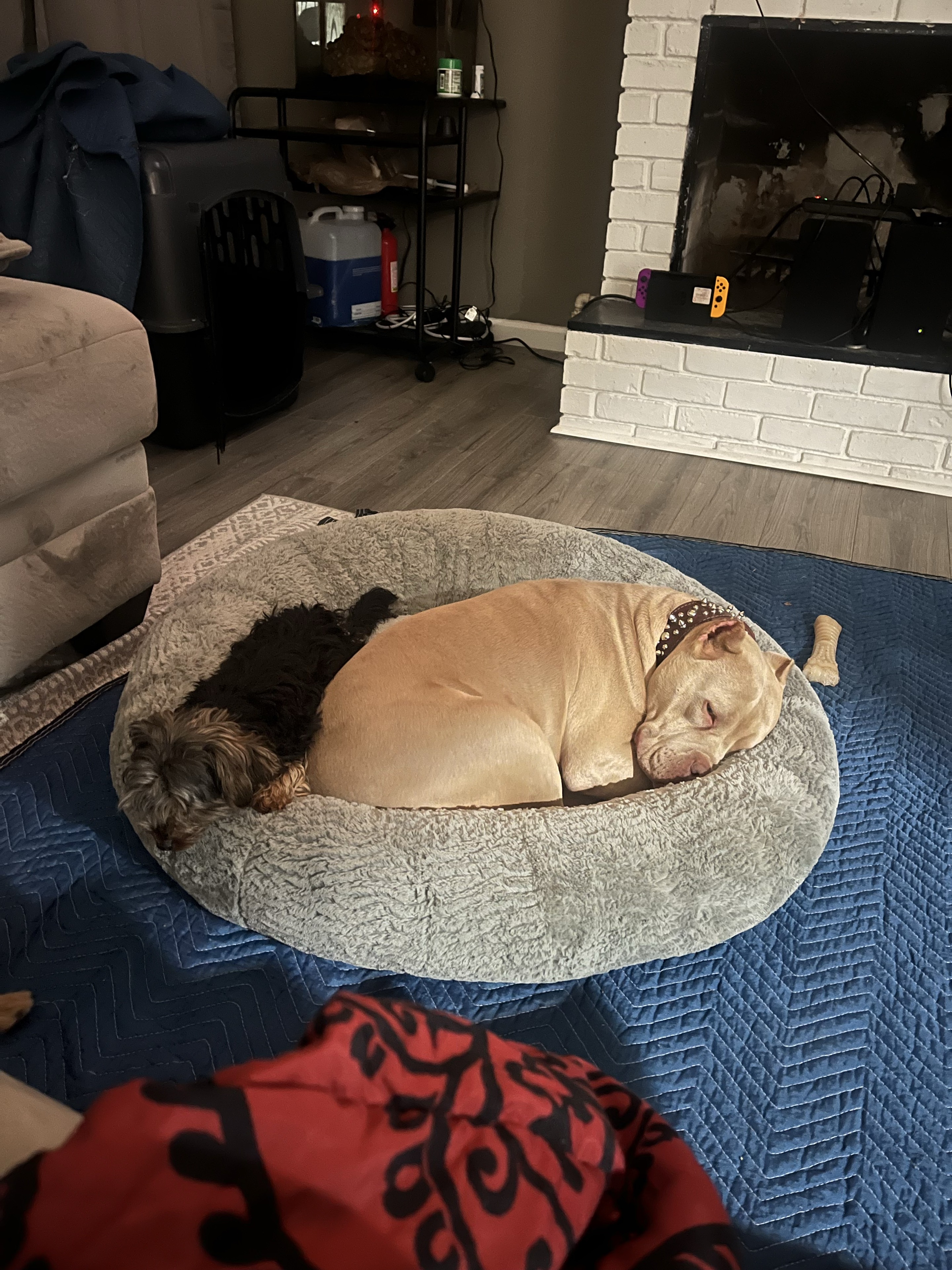 A Yorkiepoo and a bully curled up together