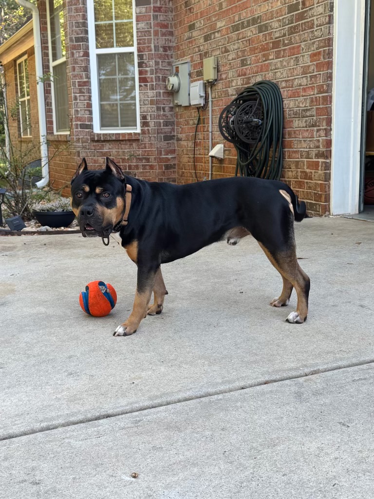 Black and tan Bully stud standing outdoors