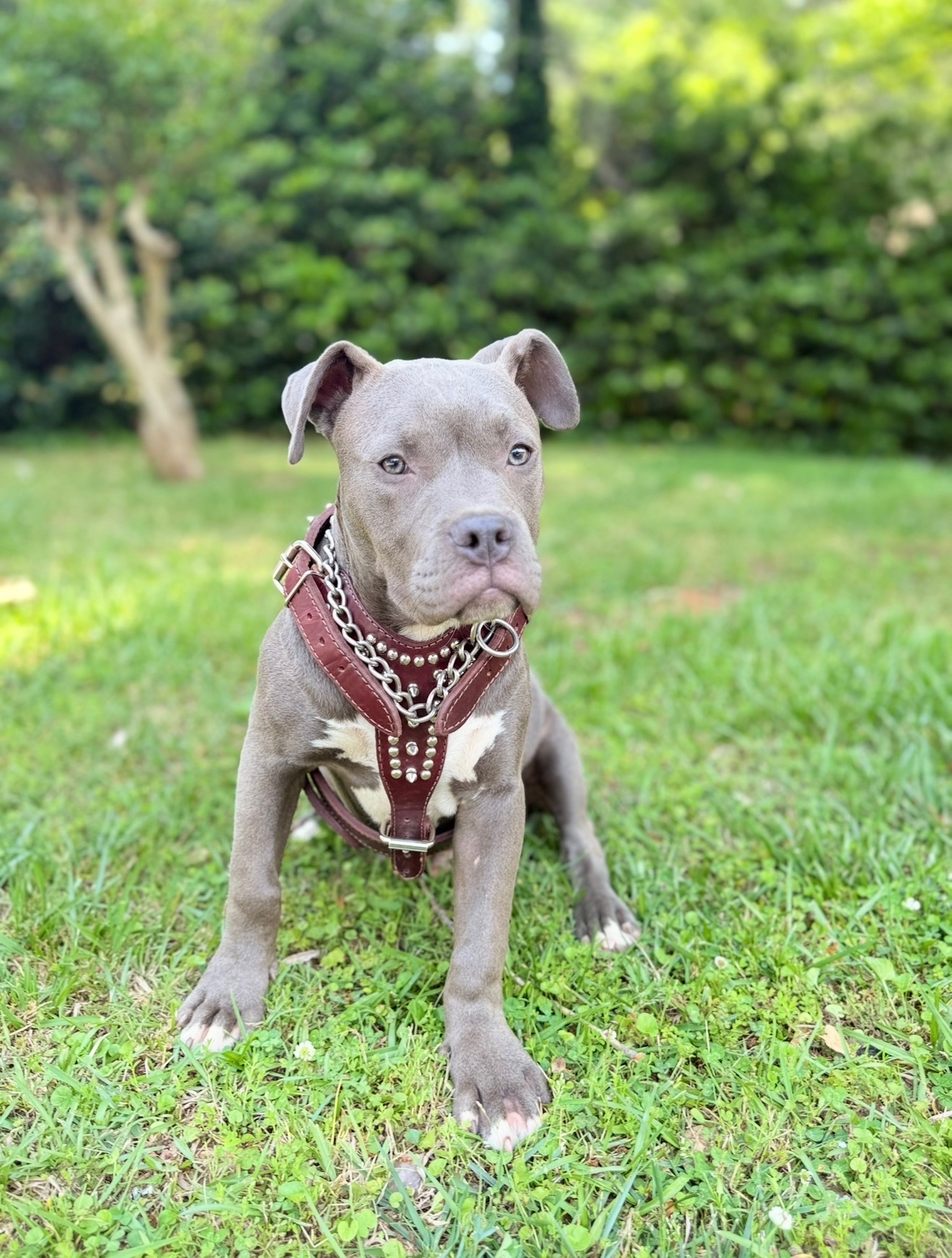Blue Bully stud sitting in the grass facing forward