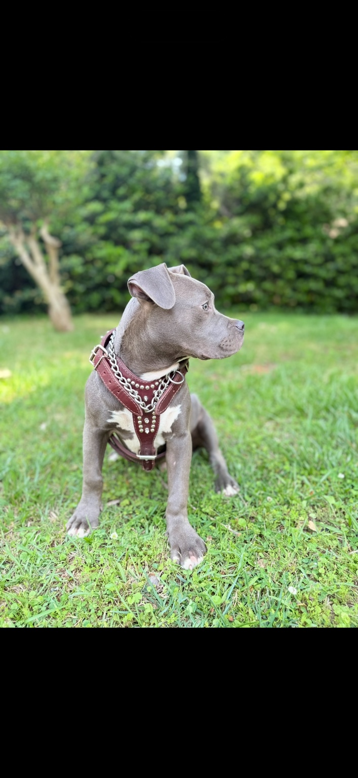 Blue Bully stud sitting in the grass in profile